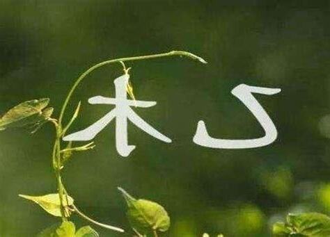 八字 乙木